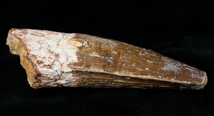 Monster Spinosaurus Tooth #16109